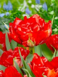 Tulipa Love Valley — Kırmızı