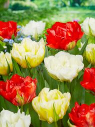 Tulipa Love Valley — Kırmızı