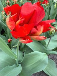 Tulipa Love Valley — Kırmızı