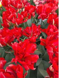 Tulipa Love Valley — Kırmızı