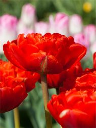 Tulipa Miranda — Kırmızı