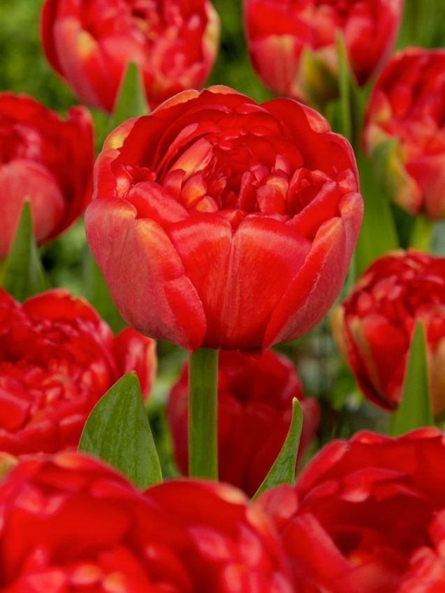 Miranda Lale Soğanı Tulipa Miranda — Kırmızı