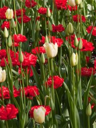 Tulipa Miranda — Kırmızı