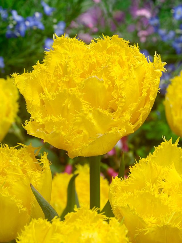 Mon amour Lale Soğanı Tulipa Mon Amour — Sarı
