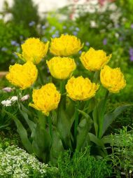 Tulipa Mon Amour — Sarı