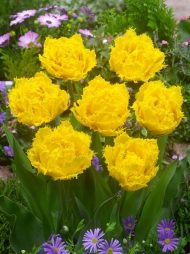 Tulipa Mon Amour — Sarı