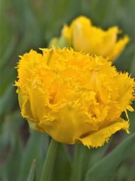 Tulipa Mon Amour — Sarı