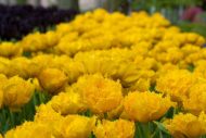 Tulipa Mon Amour — Sarı