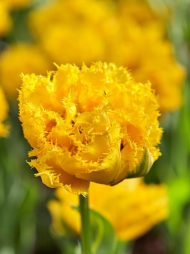 Tulipa Mon Amour — Sarı