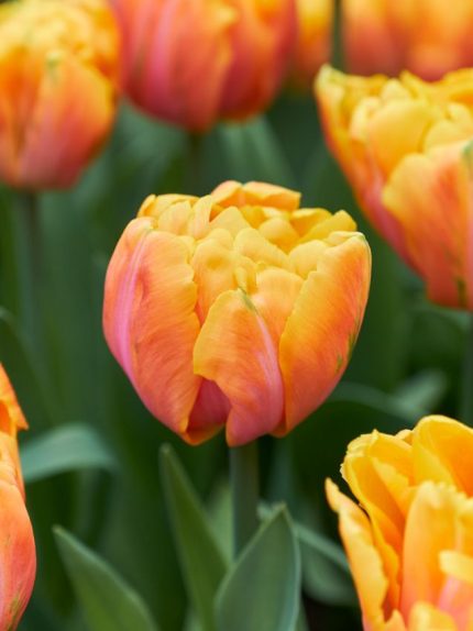 Tulipa Tasmania — Kırmızı, Sarı
