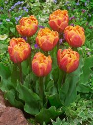 Tulipa Tasmania — Kırmızı, Sarı
