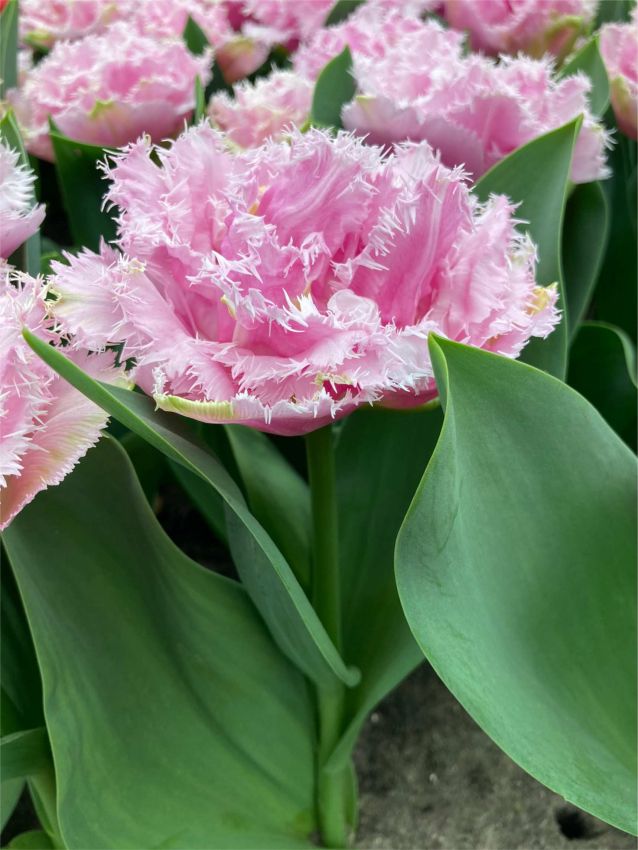 Perth Lale Soğanı Tulipa Perth — Pembe
