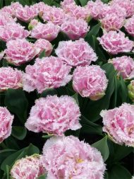 Tulipa Perth — Pembe