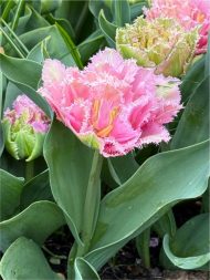 Tulipa Perth — Pembe