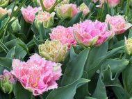 Tulipa Perth — Pembe