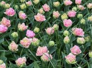 Tulipa Perth — Pembe