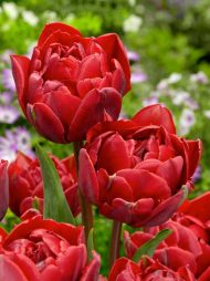 Tulipa Red Princess — Kırmızı