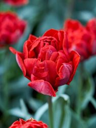 Tulipa Red Princess — Kırmızı