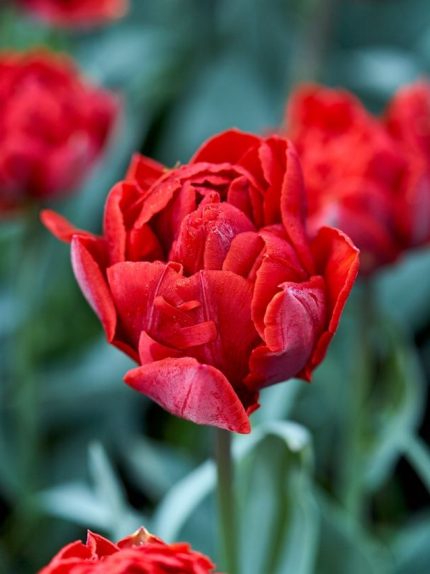 Tulipa Red Princess — Kırmızı