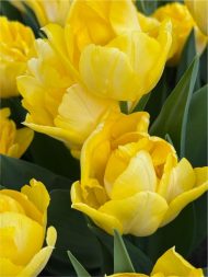 Tulipa Secret Perfume — Sarı