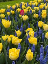 Tulipa Secret Perfume — Sarı