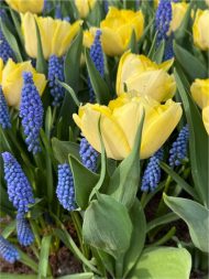 Tulipa Secret Perfume — Sarı