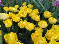 Tulipa Secret Perfume — Sarı