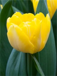 Tulipa Secret Perfume — Sarı