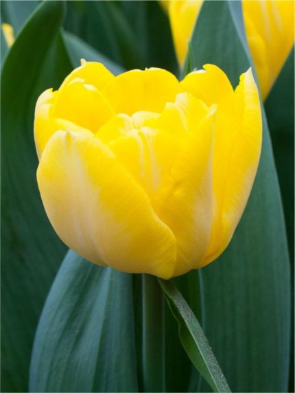 Tulipa Secret Perfume — Sarı