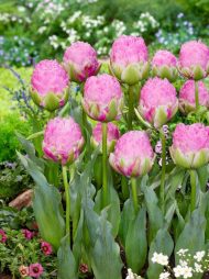 Tulipa Strawberry Cream — Kırmızı, Beyaz