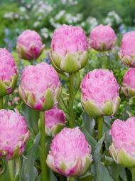 Tulipa Strawberry Cream — Kırmızı, Beyaz