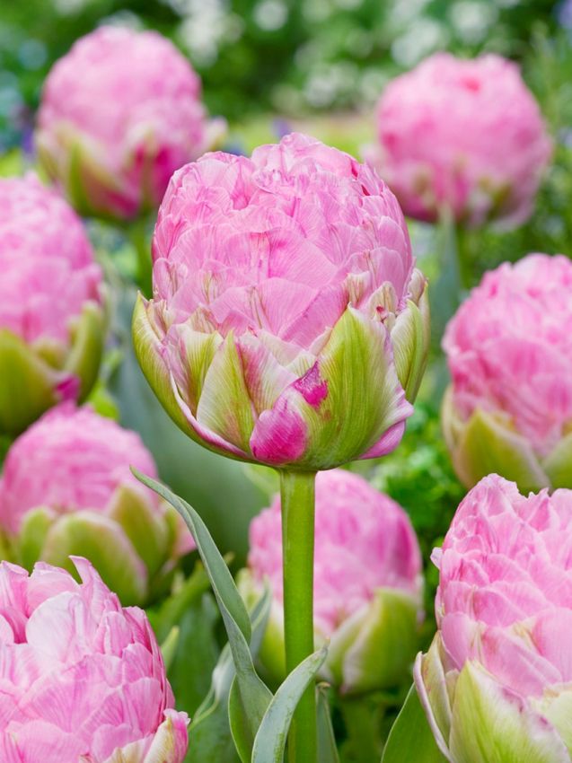 Strawberry cream Lale Soğanı Tulipa Strawberry Cream — Kırmızı, Beyaz