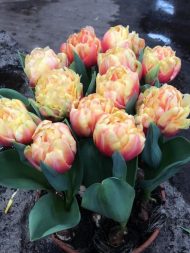 Tulipa Tasmania — Kırmızı, Sarı