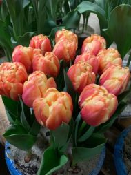 Tulipa Tasmania — Kırmızı, Sarı