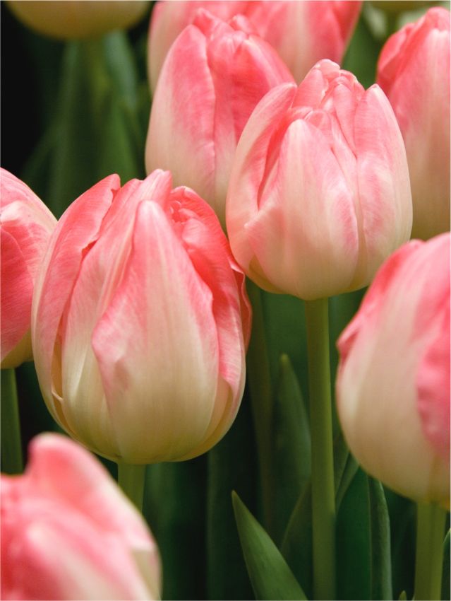 Upstar Lale Soğanı Tulipa Upstar — Pembe