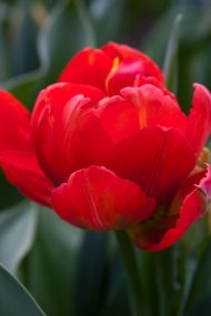 Tulipa Viking — Kırmızı