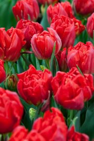 Tulipa Viking — Kırmızı