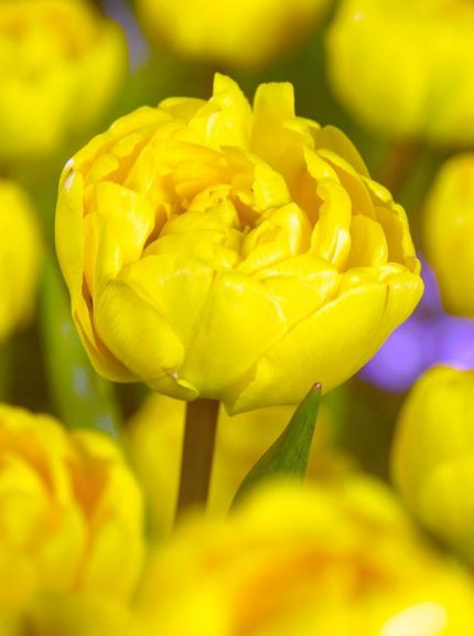 Tulipa Yellow Pomponette — Sarı
