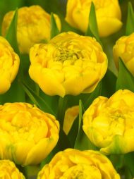 Tulipa Yellow Pomponette — Sarı