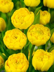 Tulipa Yellow Pomponette — Sarı