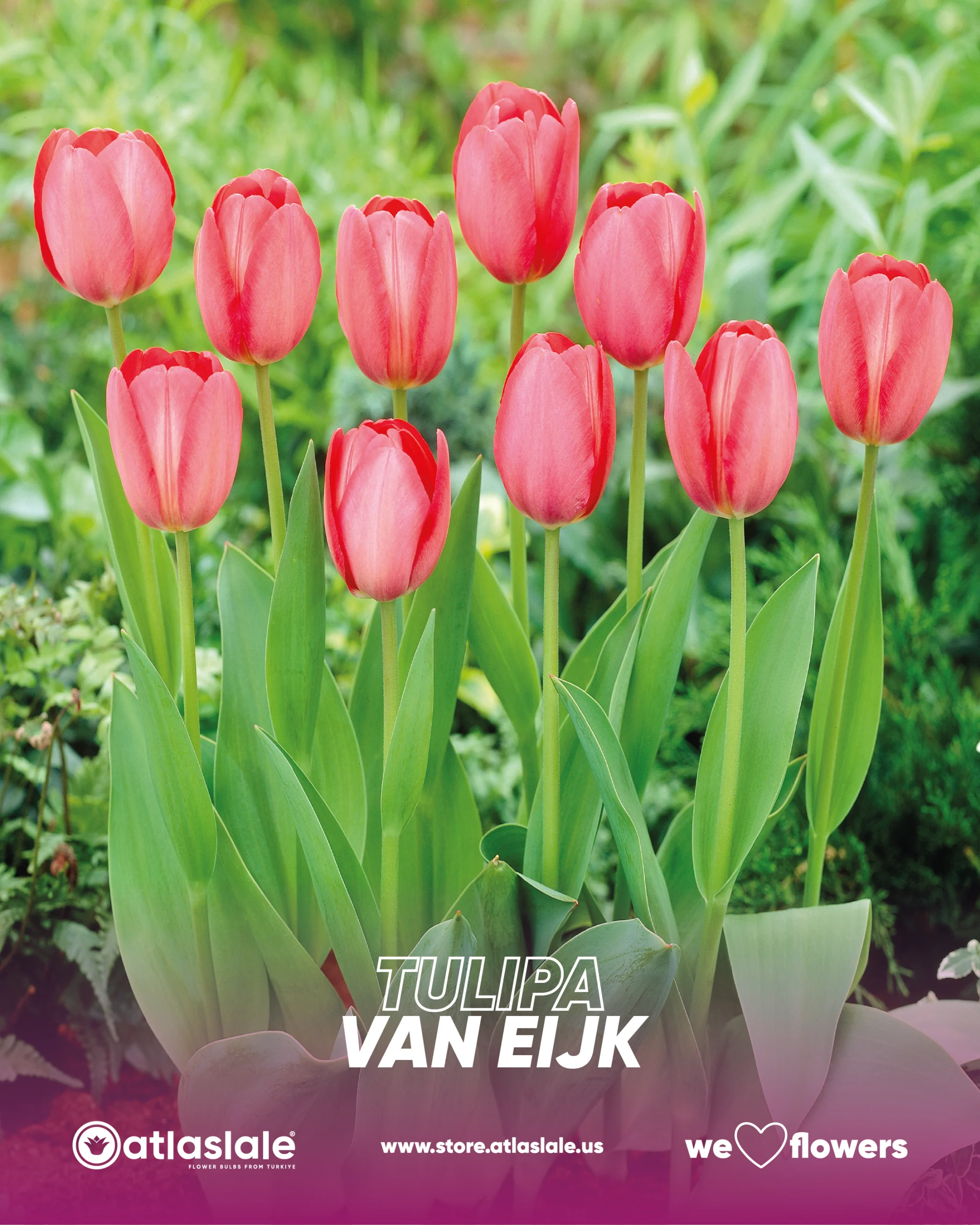 VAN EIJK Tulipa Van Eijk - Görsel 1