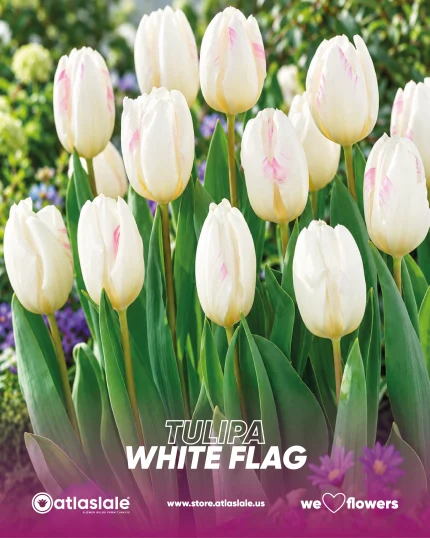 Tulipa White Flag