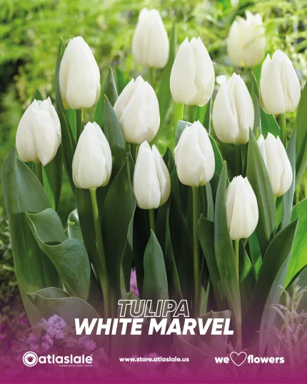 Tulipa White Marvel