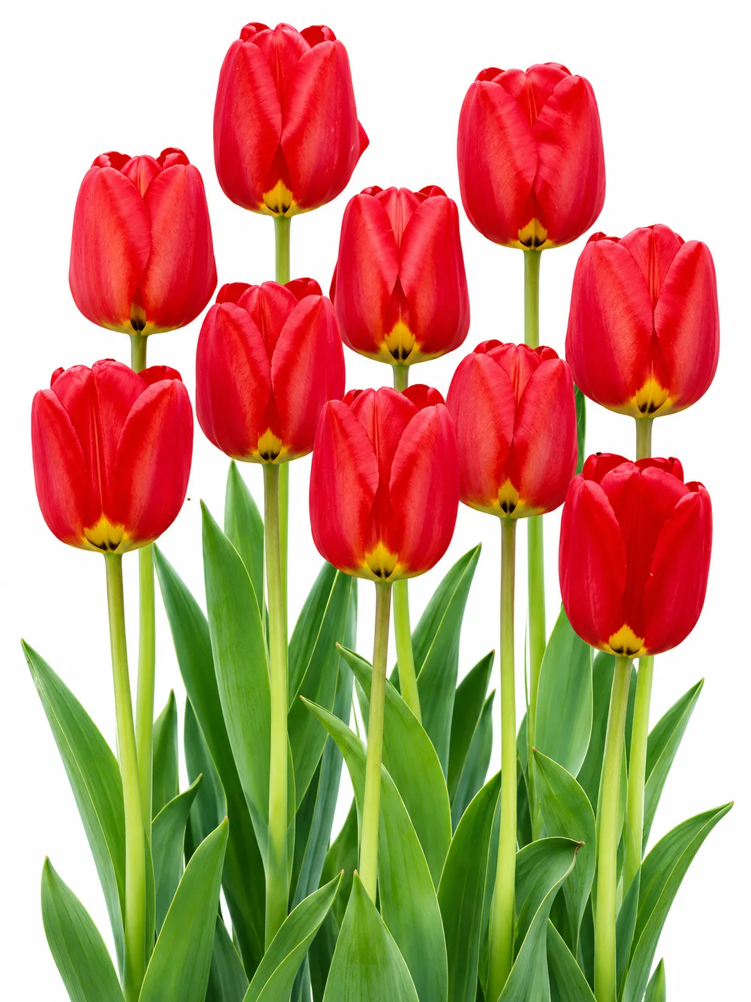 cf8e94a6-c705-45ff-b56c-f2fab7852fc0 Tulipa Apeldoorn - Görsel 1