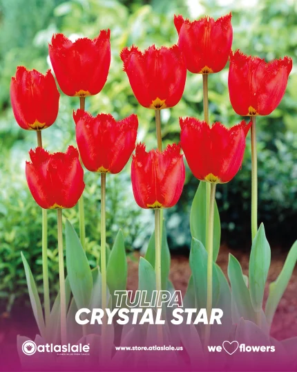 Tulipa Crystal Beauty