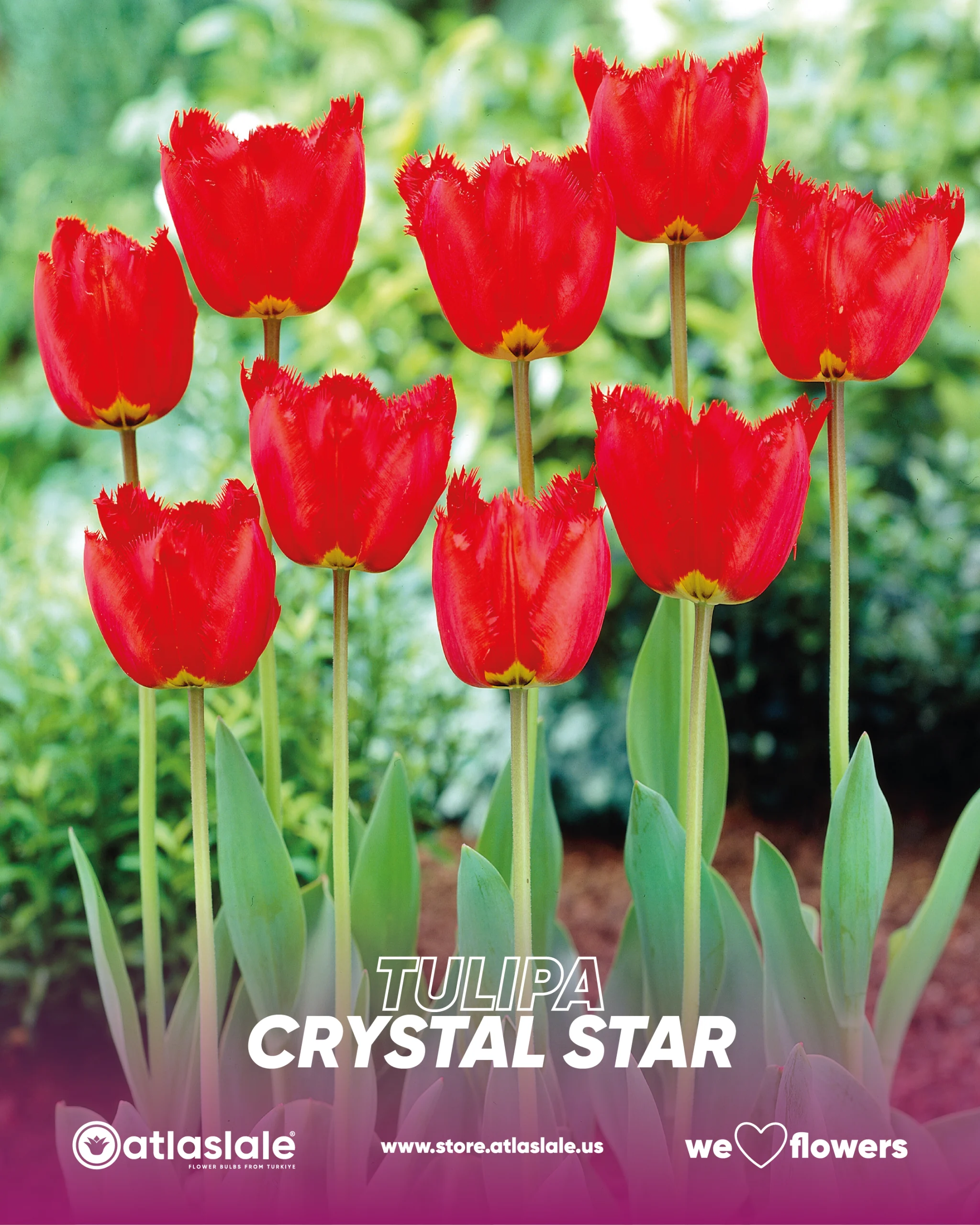 crystal star Tulipa Crystal Beauty - Görsel 1