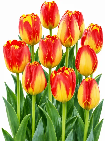 Tulipa Banja Luka