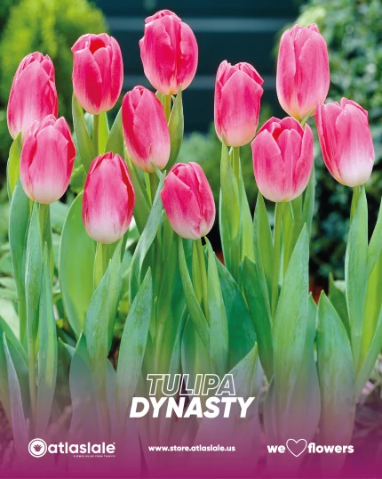 Tulipa Dynasty