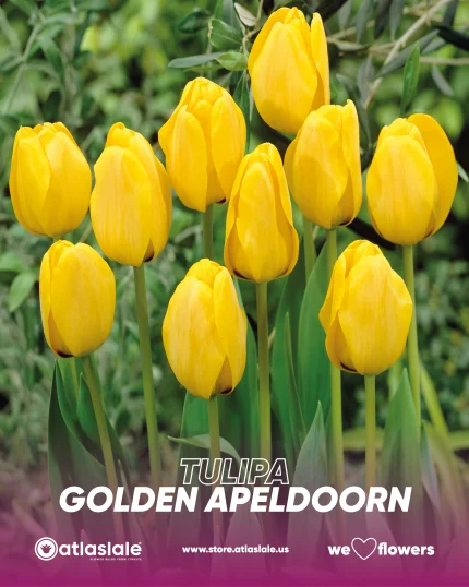 Tulipa Golden Apeldoorn