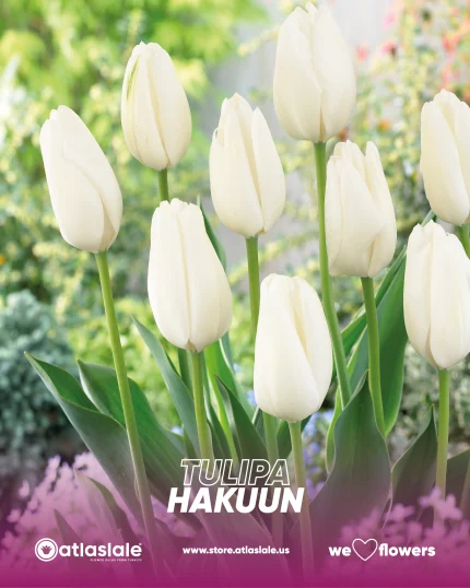 Tulipa Hakuun
